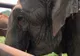 Ultimul elefant de circ din Chile a început o viaţă nouă în Brazilia