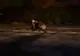 Urs, la plimbare prin oraș(Video)
