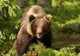Încă un urs se plimba nestingherit prin Mediaș. A fugit în pădure până la sosirea echipajelor