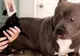 Pitbull fioros, pus pe fugă de un pisoiaș VIDEO
