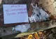 Fântâna otrăvită din Satu Mare. Detalii de ultima oră din anchetă