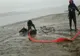 Cal salvat de pompieri, după ce a rămas împotmolit în mâl