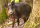 Focar de pestă porcină la mistreţi! Peste 300 de animale vor fi ucise în Argeș