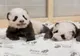 Imagini inedite cu uriașii ursuleți panda. Primii pași ai celor doi gemeni la Zoo Berlin