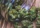 Legalizarea canabisului în scop medicinal, adoptată tacit de Senat