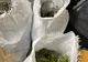 Captură uriașă de cannabis la Iași. Anunțul făcut de autorități 