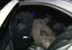 Un șofer care circula pe DN 71 s-a trezit cu o namilă de miștreț în mașină
