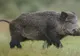 Accident șocant, în Dâmbovița: bărbat rănit grav, după ce un porc mistreț i-a intrat prin parbriz