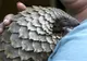 Ce este pangolinul și de ce valorează solzii lui milioane de euro?