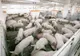 Avertismentul specialiștilor: „Carnea de porc se va scumpi cu 25% în Europa, iar România are o producție deficitară”