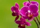 Ce faci cu tija de la orhidee după ce au căzut toate florile: o tai sau o păstrezi?