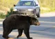 Urs, ucis de o mașină pe autostrada A3