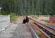 Urs lovit mortal de un tren în județul Covasna