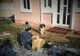 Câine salvat de pompieri dintr-o fântână adâncă de șapte metri 