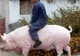 Oamenii de știință chinezi creează "super porci"