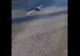 Imagini șocante. Cinci câini au fost găsiți împușcați pe mijlocul unui drum din județul Suceava. VIDEO