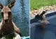 VIDEO Cum se relaxează cangurii de Crăciun în Australia