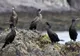 Petre Daea și războiul său împotriva cormoranilor: „Mânâncă mai mult pește decât românii”