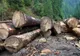 Austria, afaceri și profituri uriașe din lemnul românesc - Amploarea defrișărilor este uriașă: 6 hectare de pădure dispar în fiecare oră