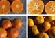 Sigur nu ştiai asta. Care este diferenţa dintre mandarine si clementine?