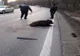 Imagini incredibile pe DN 72, în Dâmbovița. Un porc mistreț blochează șoseaua
