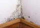 Cum scapi de mucegaiul din casă, în mod natural și definitiv