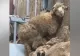Sfârșit tragic pentru oile salvate de pe vaporul scufundat la Midia