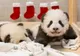 Ursuleții panda gigant din Berlin au fost botezaţi