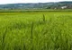 Ministrul Agriculturii: „Zestrea României - jalea de la Domeniile Statului. Un Excel modificat de oricine”