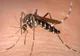 28 de cazuri confirmate cu virusul West Nile, în România - Numărul pacienților, în creștere / Recomandările INSP