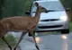  Atenție șoferi! Accidente provocate de căprioare