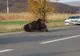 Un urs le dă fiori oamenilor. Avertisment prin Ro-Alert