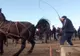 „Botezul Cailor”, de la Mogoșești, încheiat cu dosare penale