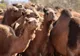 Peste 10.000 de cămile vor fi ÎMPUȘCATE în Australia. Care este MOTIVUL