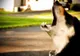 Cutremur - S-a aflat adevărul! Pot sau nu animalele să simtă un CUTREMUR înainte oamenilor?