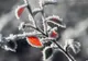 Prognoza meteo pe o lună. Schimbări spectaculoase: cum va fi vremea până pe 3 februarie