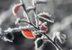 Prognoza meteo a fost revizuită. Schimbări majore: cum va fi vremea până pe 26 IANUARIE