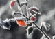 ALERTĂ METEO. Meteorologii au emis cod GALBEN de fenomene periculoase - HARTA