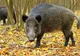 Focar de pestă porcină pe un fond de vânătoare din Hunedoara