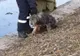Operaţiune de salvare dramatică la Cluj, după ce un câine a căzut în râul Someş