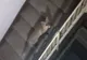 FOTO Un musafir nepoftit a adormit pe scările blocului. Reacția locatarilor