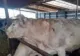 Mafia pășunilor ilegale dă lovitura fermierilor. În Alba zeci de tărani riscă să rămână fără animale