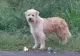 Mai mulți vietnamezi ar fi furat și mâncat câinii unui bărbat din Tulcea - Se fac cercetări