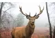 FOTO Imagine rară: Un cerb a traversat Dunărea din Serbia spre România