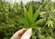 Polițiștii au descoperit 250 de kilograme de plante susceptibile a fi cannabis