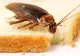 Un mare restaurant din Capitală, închis de ANPC! Ce nereguli grave au descoperit inspectorii