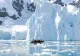 Temperatură record în Antarctica: Peste 20 grade Celsius
