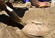 Au dezgropat o oală veche de 800 de ani, plină cu seminţe. Când au văzut ce a răsărit, au îngheţat!