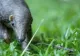 CORONAVIRUS. Comerțul și consumul de animale sălbatice, interzise complet în China