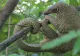 ONU: Cel mai traficat mamifer sălbatic din lume este pangolinul, suspectat de transmiterea noului coronavirus la începutul pandemiei
